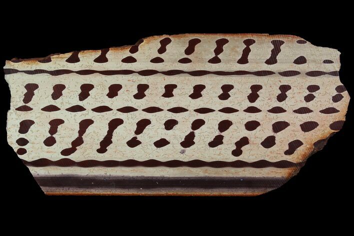 Polished Slab Of Zebra Stone (Ediacaran Microbialite?) #92859